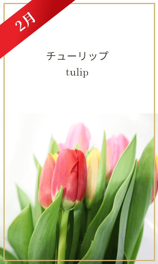 2月 チューリップ tulip