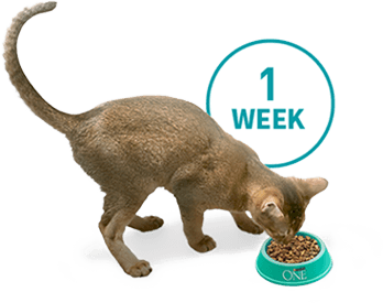 1WEEK