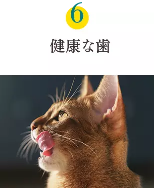 健康6要素6